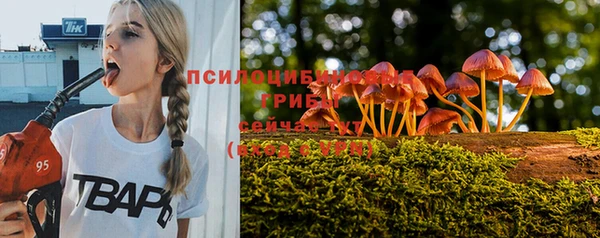 прущие грибы Осташков